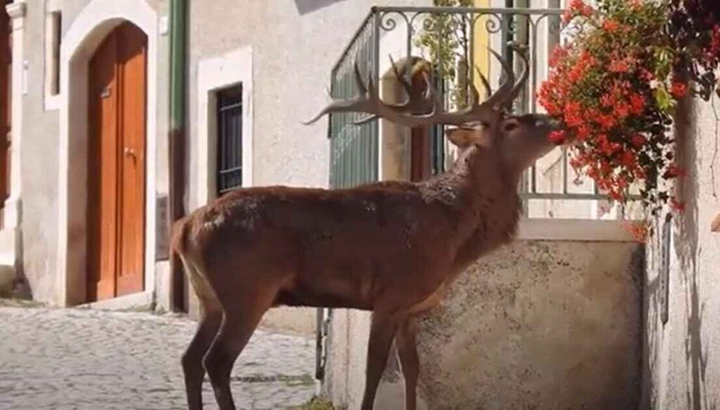 Italian coastal wildlife observation tips