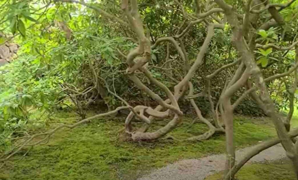 What Are The Principles Of The Italian Garden