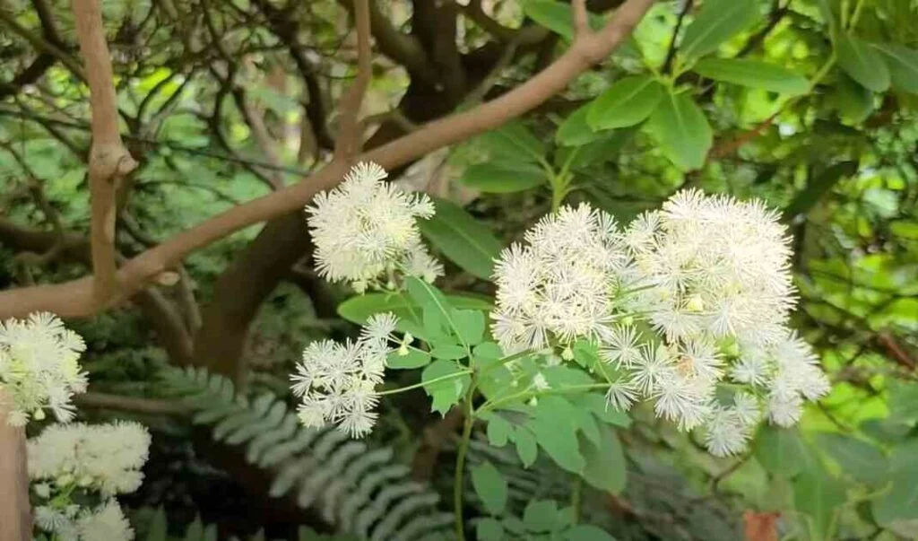 What Is The Philosophy Of The Italian Garden?