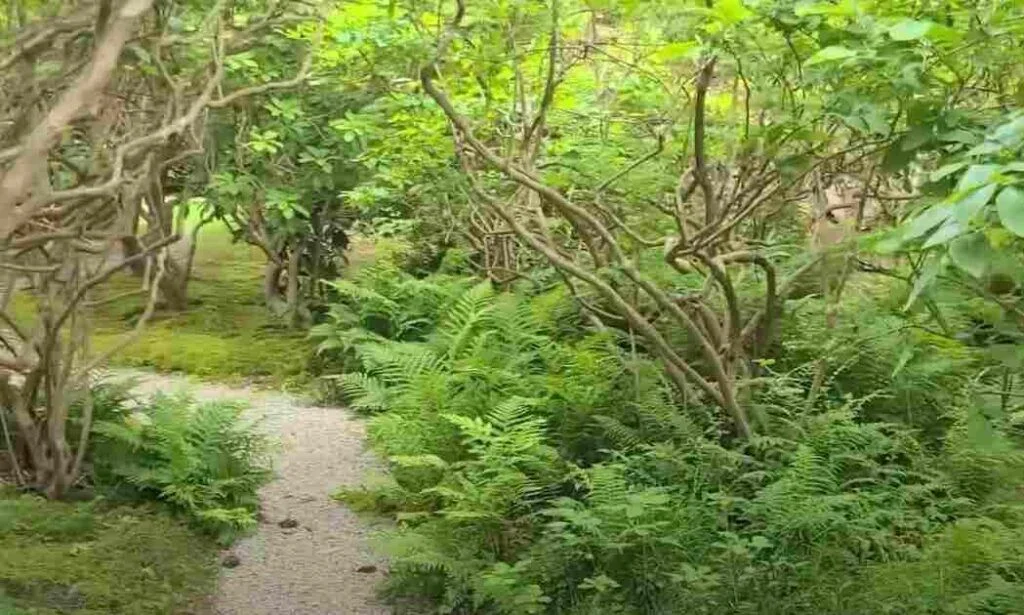 Which Gardening Is Good Traditional Or Modern?